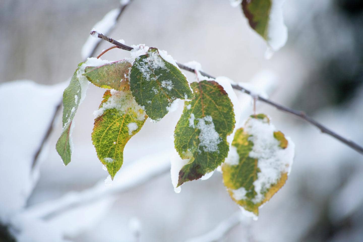 Grønne blade med frost på i sneen