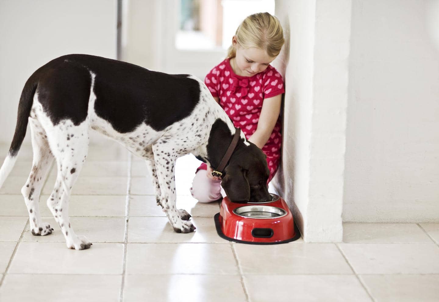 Hundeforsikring - Billig hundeforsikring. Skaber tryghed og velvære for hunden