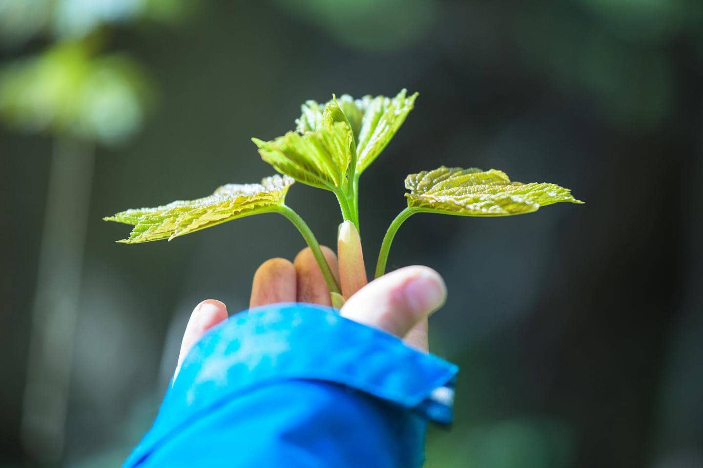 Miljøforsikring, plante der holdes i en hånd, pas på naturen